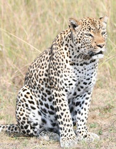 Leopard sitting in a grassy field.