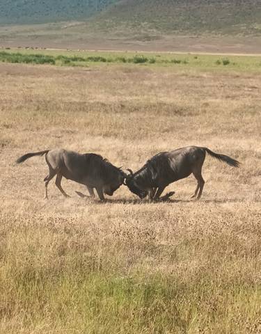 Two wildebeest locking horns in a dry grassland.