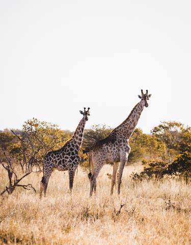 Two giraffes standing in the bushveld landscape.