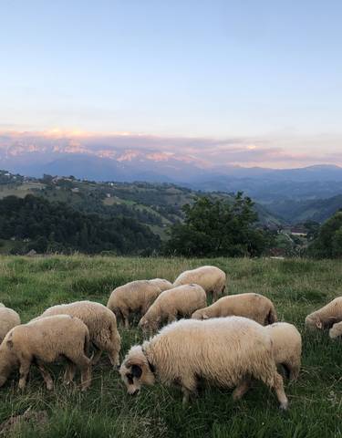 Grazing sheep on a lush green pasture with mountain backdrop.