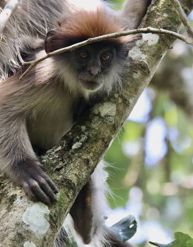 A monkey perched on a tree branch, looking at the camera.