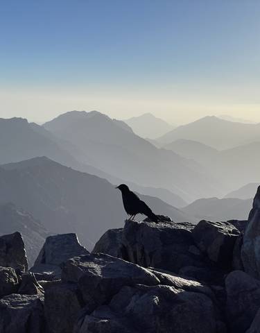 Bird perched on rocks with mountain range in the distance.