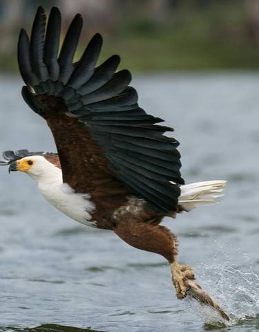 African Fish Eagle catching a fish in its talons.