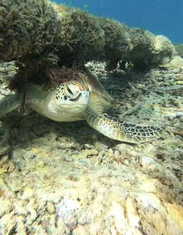 Close-up of a sea turtle swimming underwater.