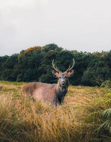 Deer standing in a field with forest background.