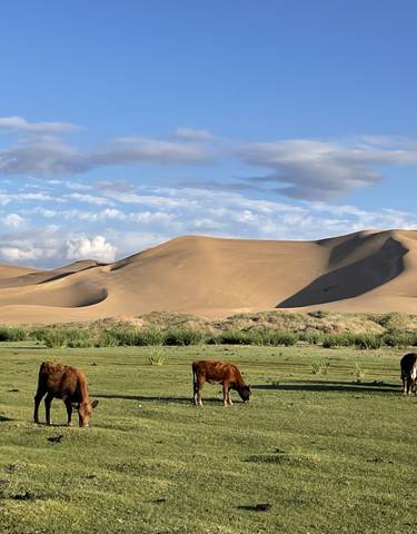 Cows grazing in a grassy area with sand dunes in the background.