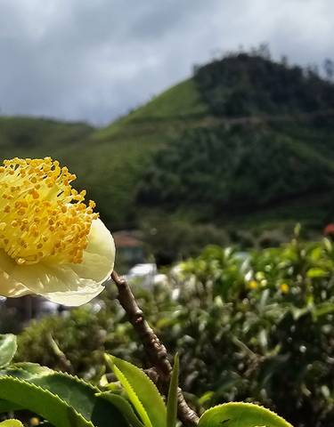 Close-up of a blooming flower with hilly tea plantations in the background.