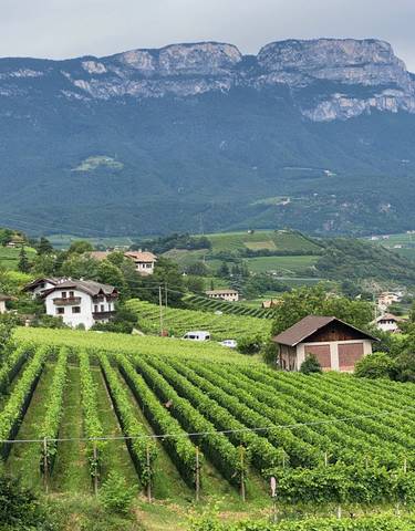 Scenic view of vineyards and mountains.