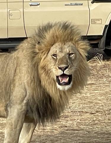 Close-up of a lion with a safari vehicle in the background.