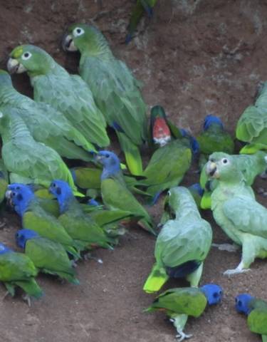 Colorful parrots perched on a clay wall.