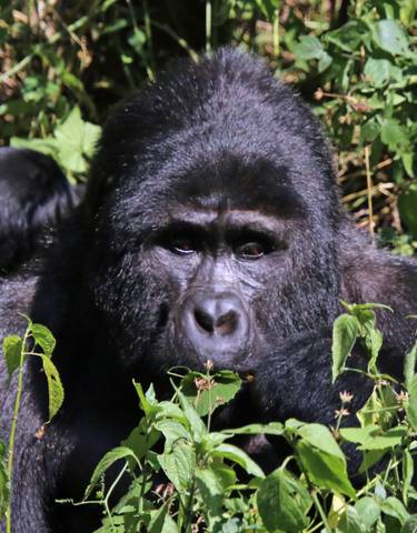 Close-up of a gorilla looking attentively among dense foliage.