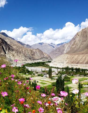 Colorful flower field with a mountainous backdrop.