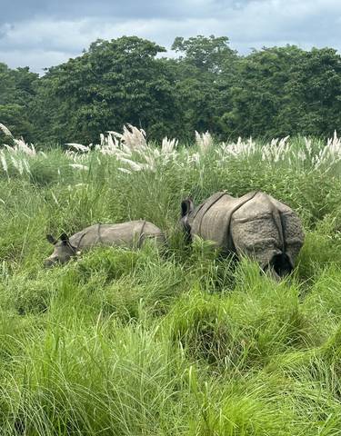 Two rhinoceroses grazing in tall grass.