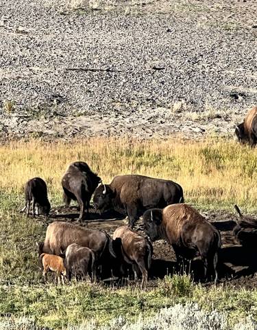 Herd of bison grazing in a grassy field.