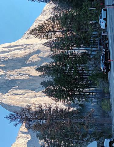 El Capitan, a notable granite formation, with trees lining the foreground.