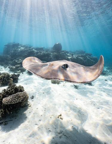 Stingray swimming over sandy ocean floor
