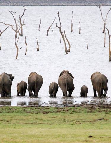 Elephant herd standing in a water body.