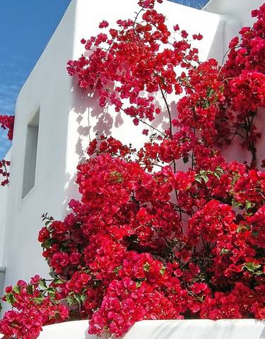 Bright pink bougainvillea flowers against a traditional white building.