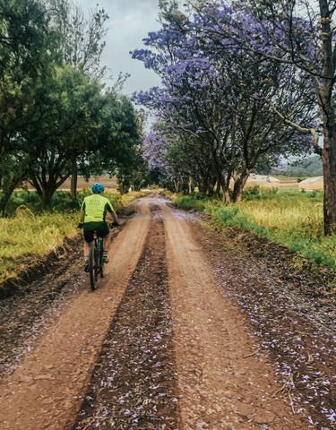 Cyclist riding on a dirt path lined with jacaranda trees.