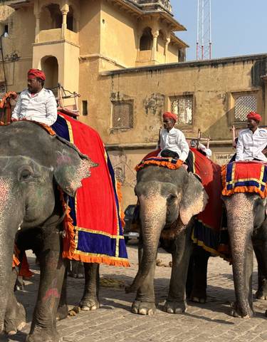 Group of decorated elephants with riders in front of historical building.