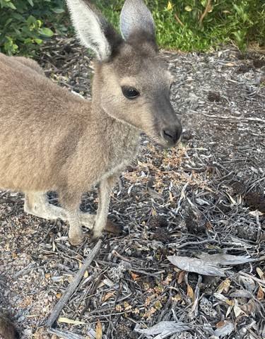 Kangaroo standing in a natural bush setting.