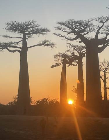 Baobab trees at sunset with sun setting between them.