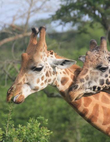 Two giraffes standing in the savanna.