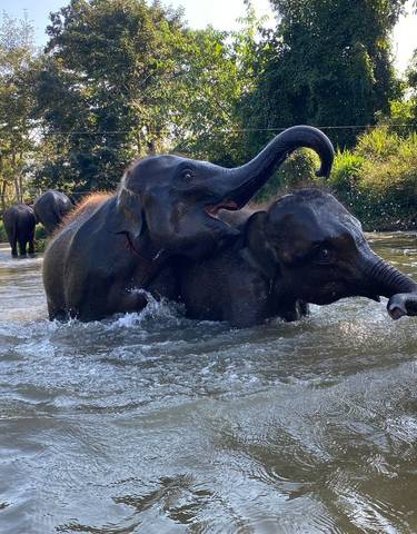 Elephants playing in a river.