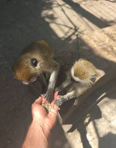 Two monkeys eating from a human hand.