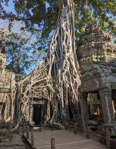 Tree roots covering ancient stone ruins.