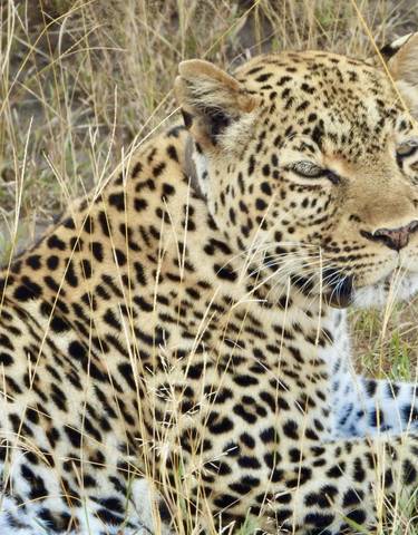 Leopard lying in the grass looking calm.