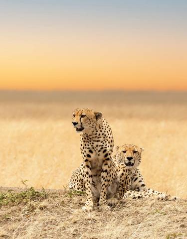 Cheetahs sitting together in a field at sunset.