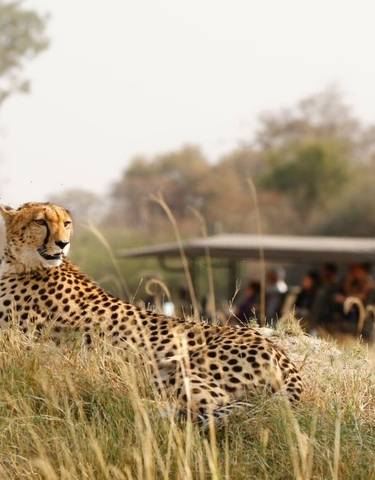 Cheetah resting on a mound with a safari vehicle in the background.