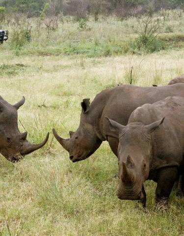 Rhinos in a grassy safari landscape with a vehicle in the background.