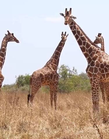 Herd of giraffes on a savanna.