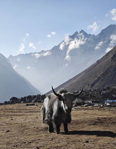 A yak standing in a mountainous landscape.