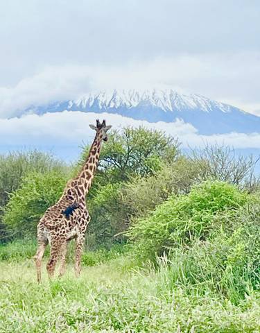 Giraffe with a mountainous background.