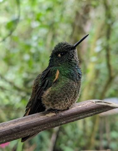 Close-up of a colorful hummingbird on a branch.