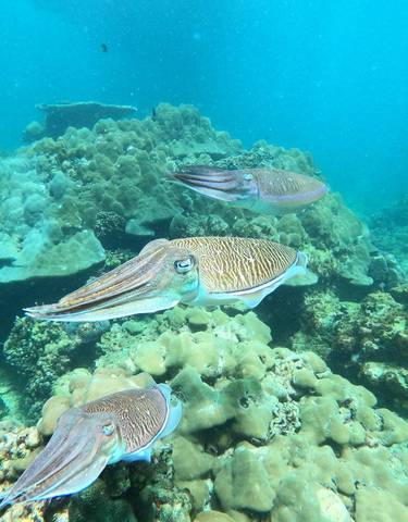 Cuttlefish swimming over a coral reef.