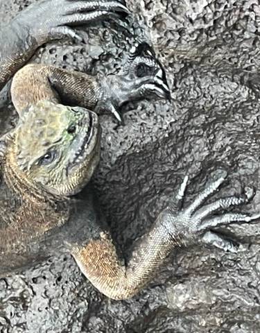 Marine iguana on rock with visible claws.