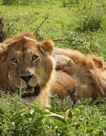 Close-up of a male lion resting in the grass.