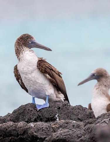 Blue-footed booby birds perched on rocks.