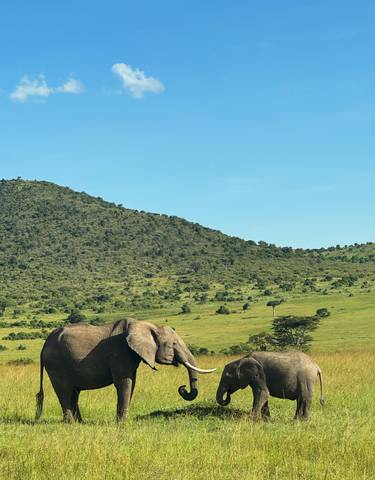 An elephant grazing in a wide-open grassy savanna with hills in the background.