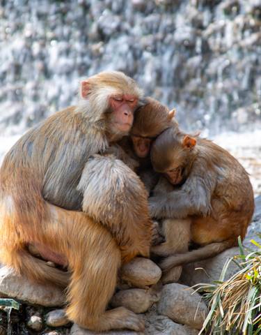 Family of monkeys huddled together near a waterfall.