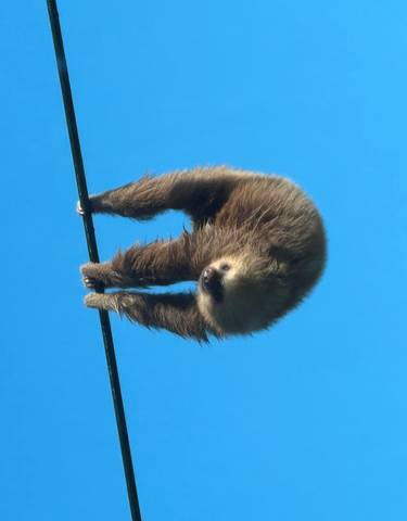 A sloth hanging on a wire with a clear blue sky background.