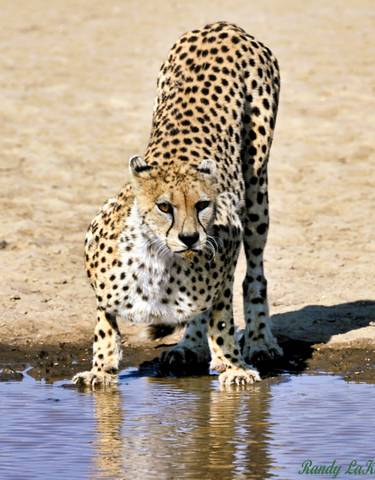 Cheetah in a sandy habitat with alert expression.