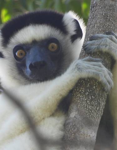 A close-up of a lemur holding a tree branch.