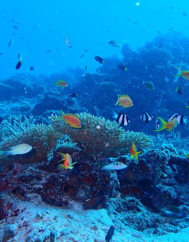 Underwater scene with colorful fish and coral reef.