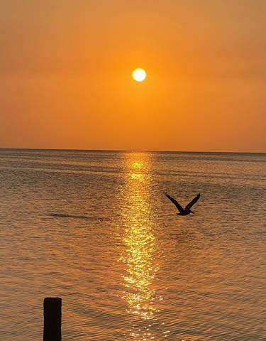 Sunset over a calm sea with a bird in flight.