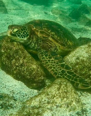 Sea turtle resting on underwater rocks.